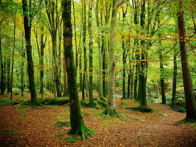 tollymore-parque