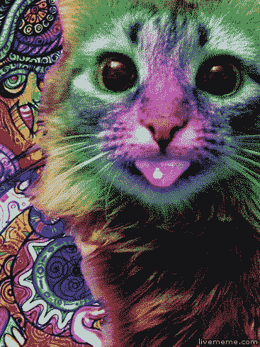 gif gato visto con LSD